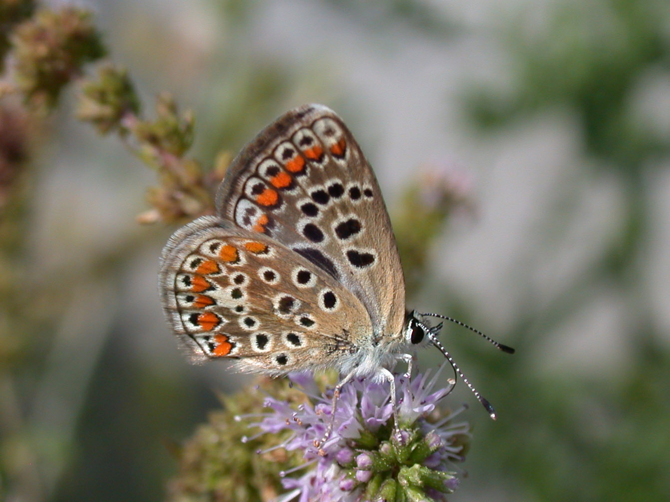 Polyommatus icarus